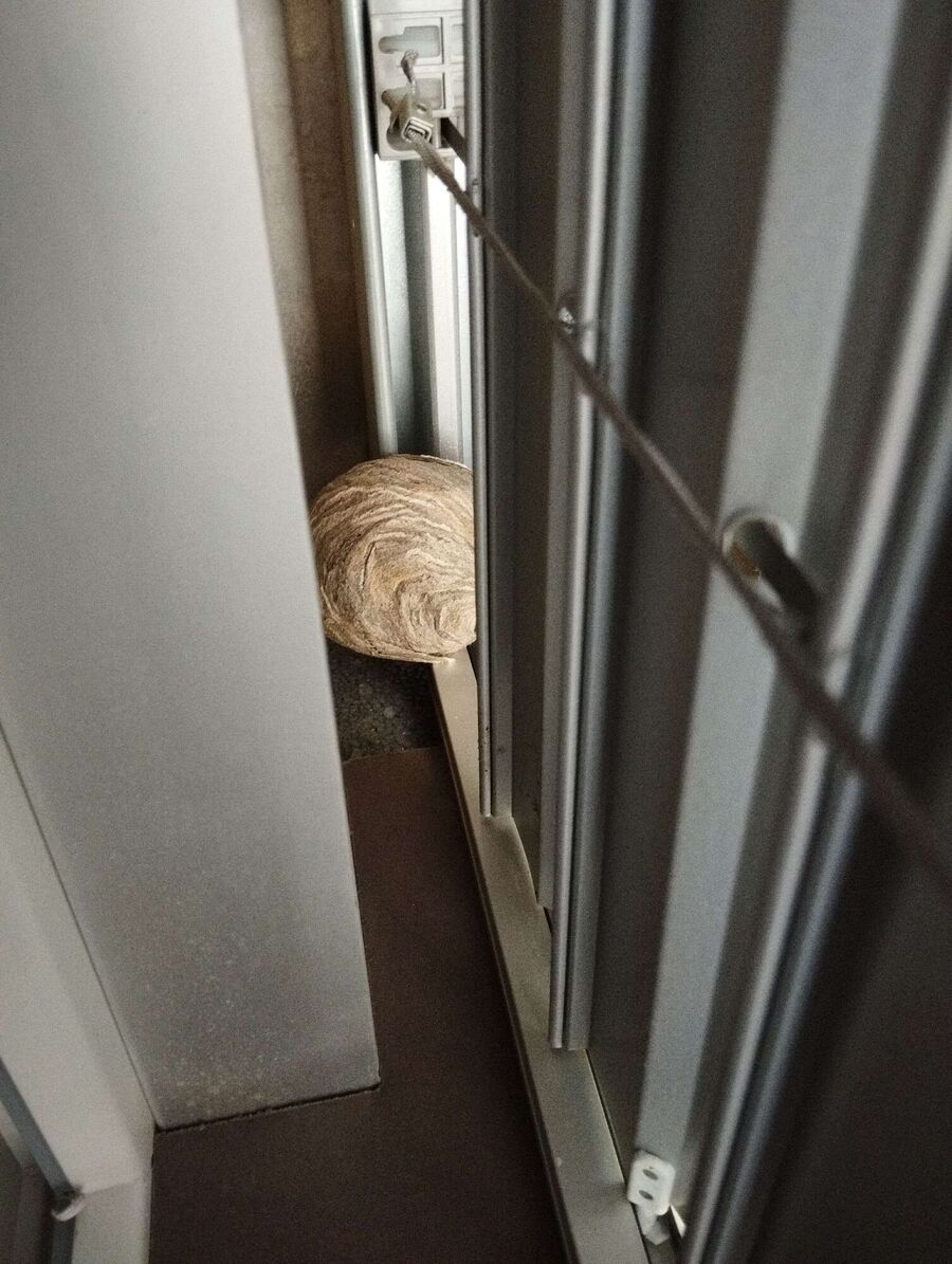 Relocate bees & remove bee nest