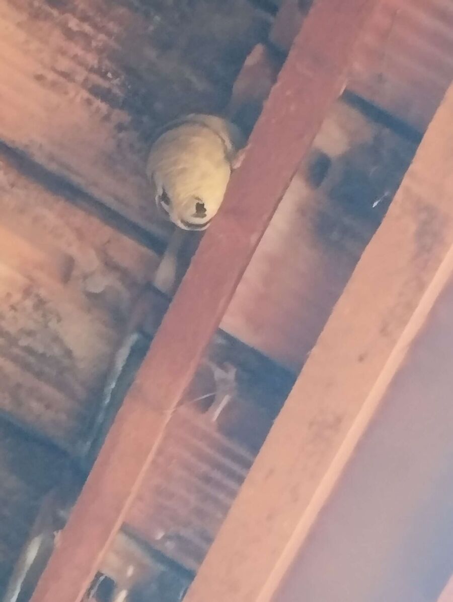 Relocate bees & remove bee nest