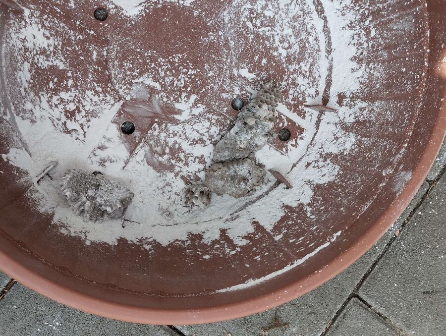 Bee nest at the house remove