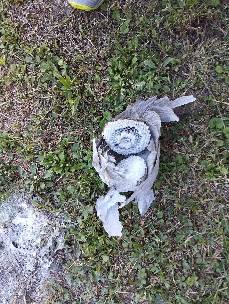 Bee nest at the house remove