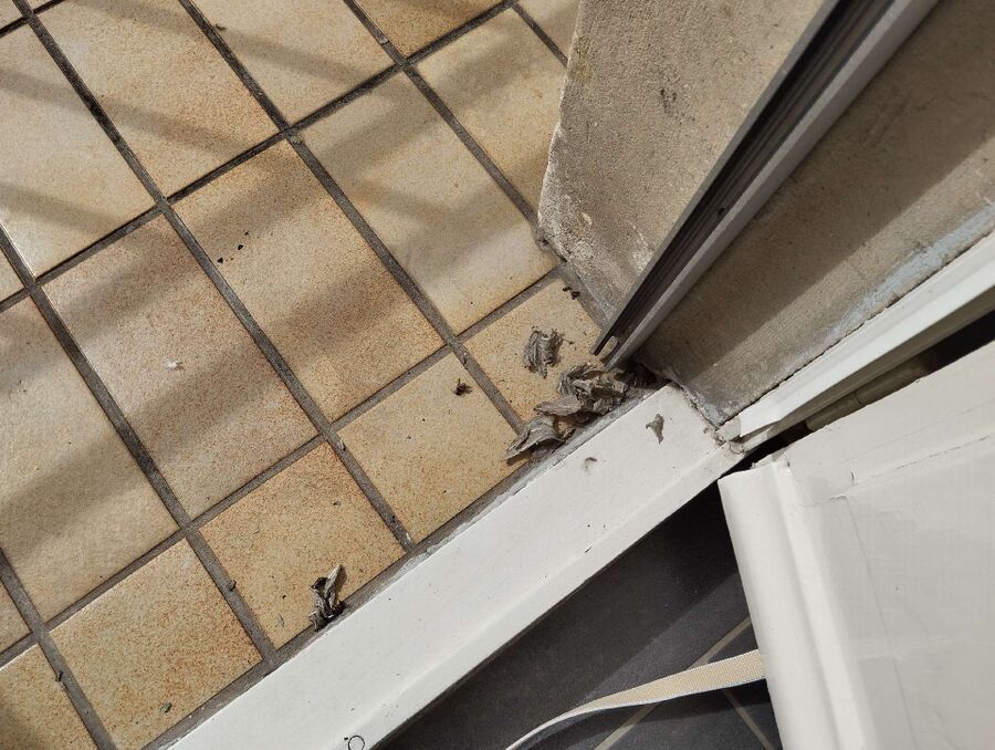 Relocate bees & remove bee nest