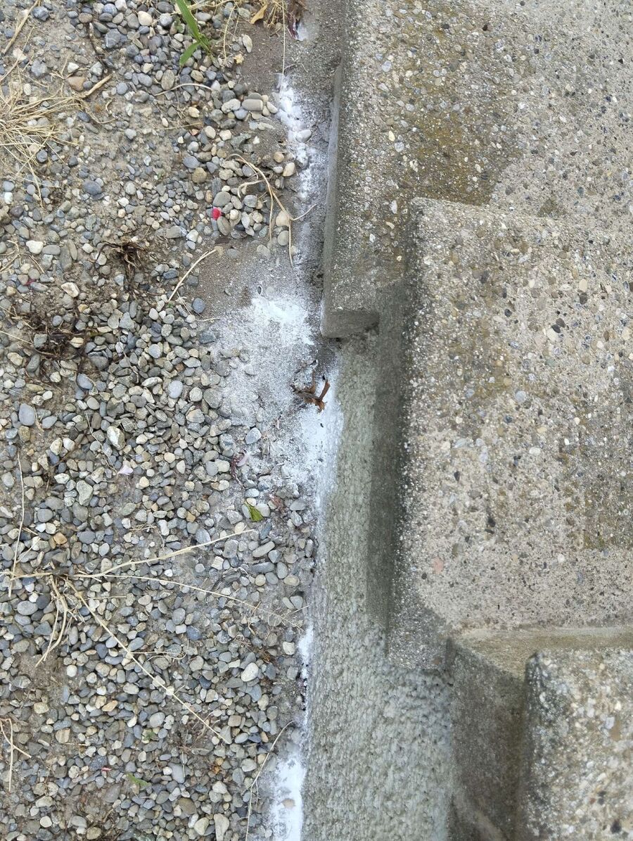 Bee nest at the house remove