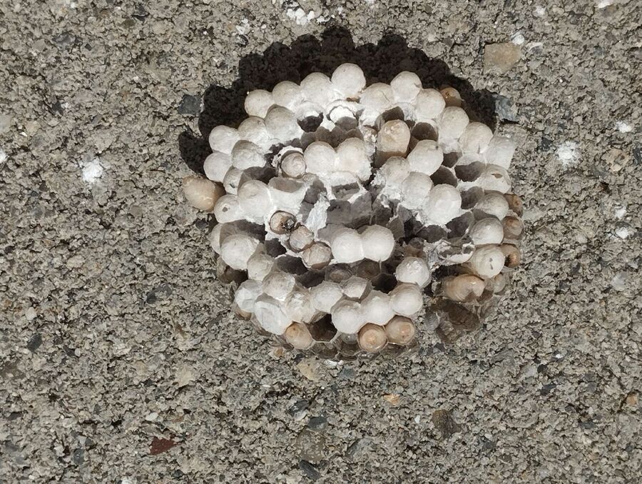 Relocate bees & remove bee nest