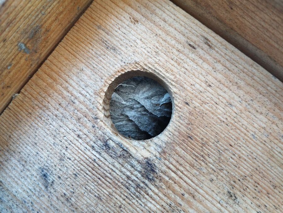 Bee nest at the house remove