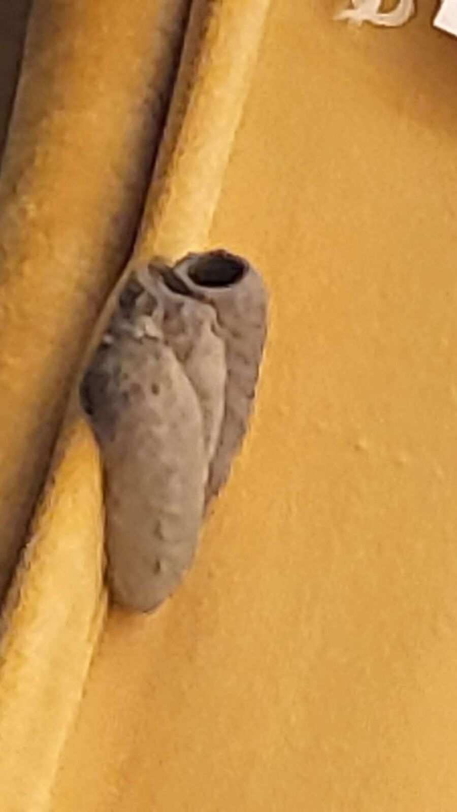 Relocate bees & remove bee nest