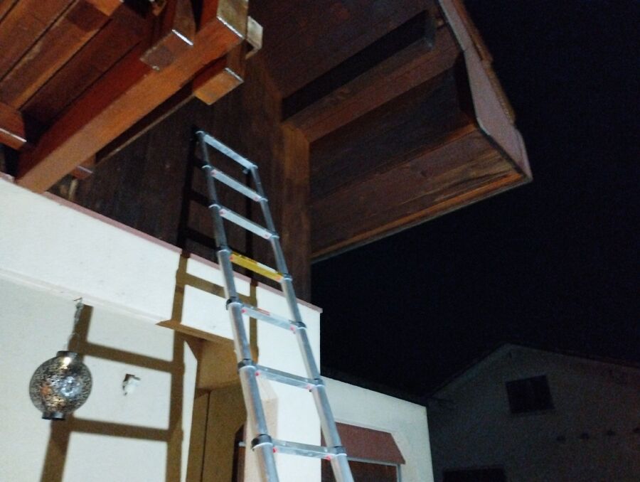 Relocate bees & remove bee nest