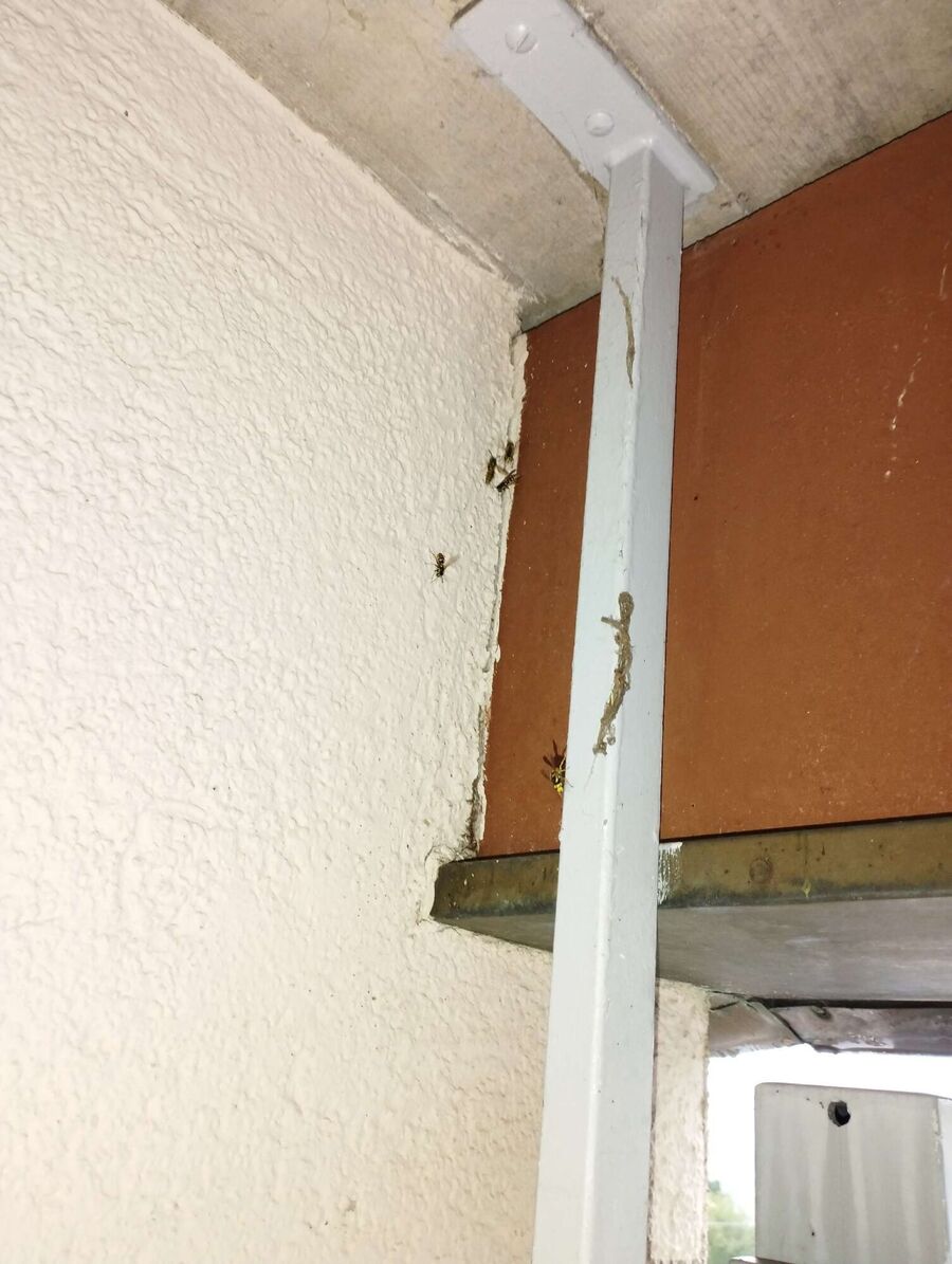 Bee nest at the house remove