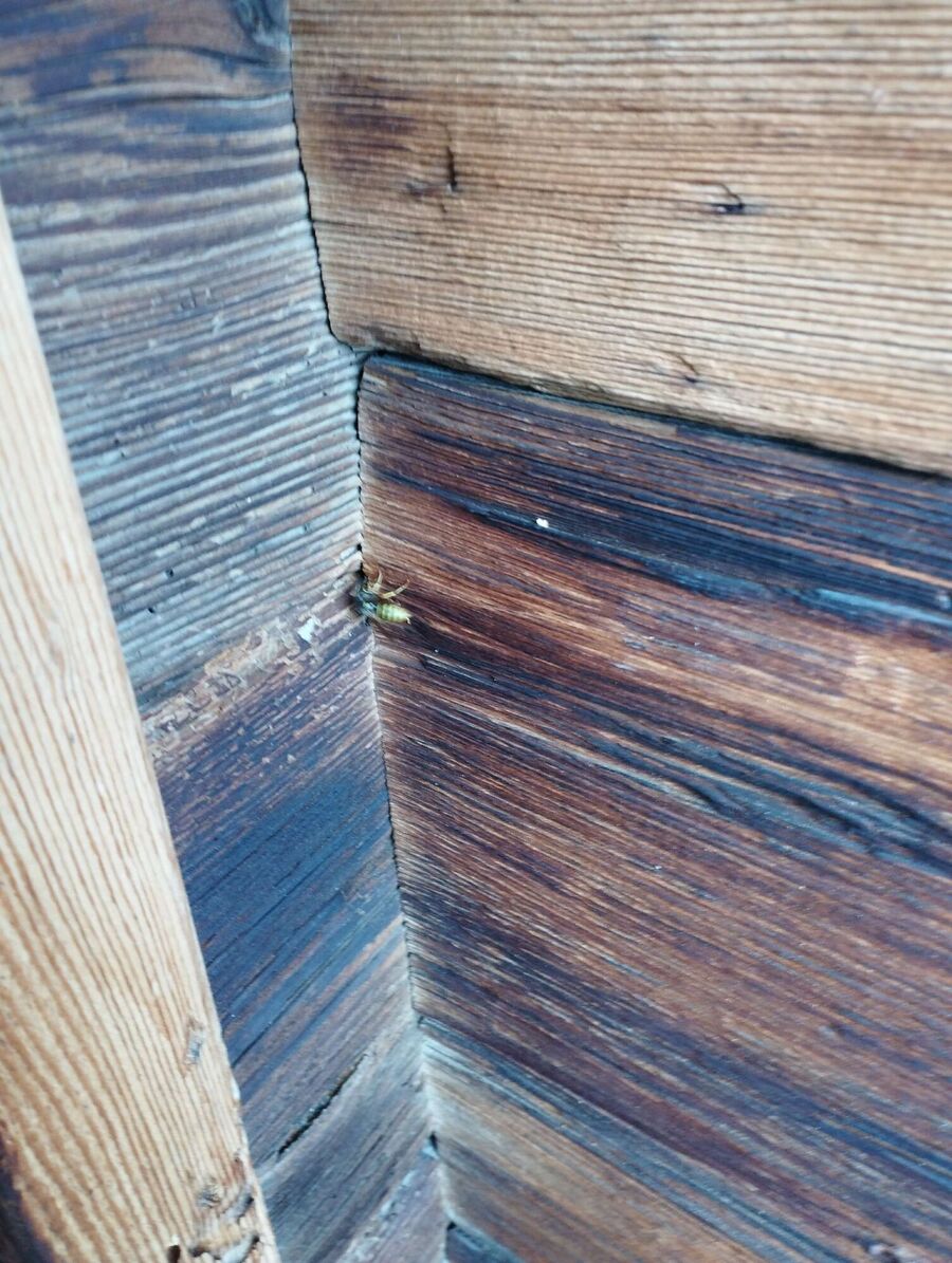 Bee nest at the house remove