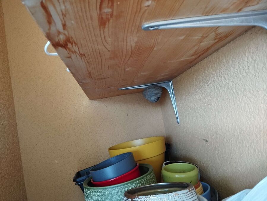 Relocate bees & remove bee nest