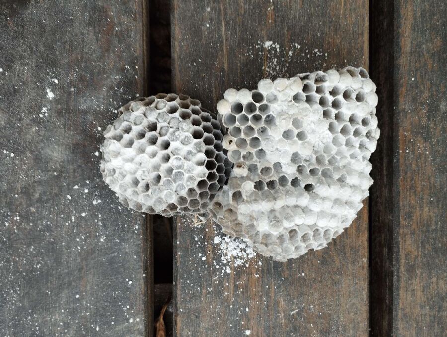 Bee nest at the house remove