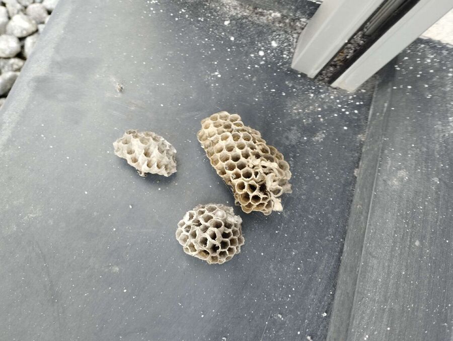 Relocate bees & remove bee nest