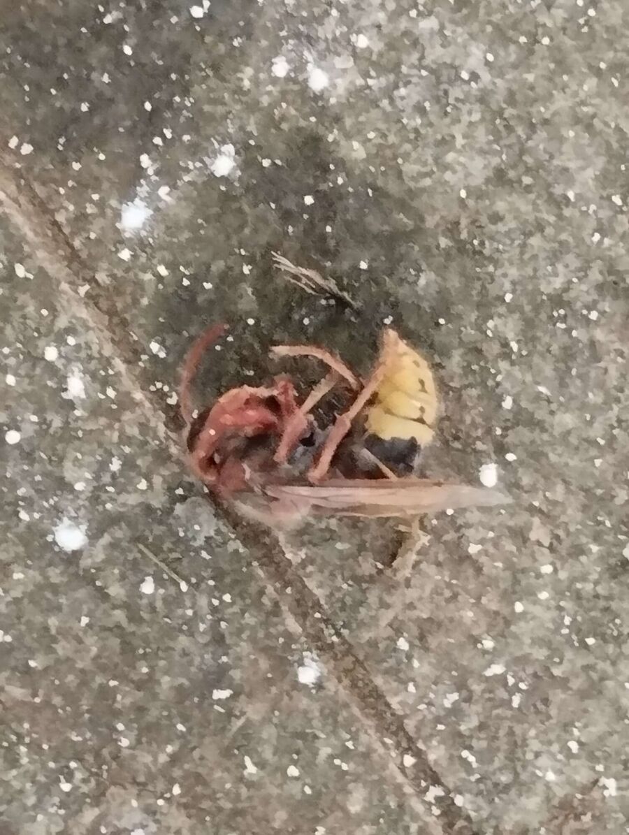 Bee nest at the house remove