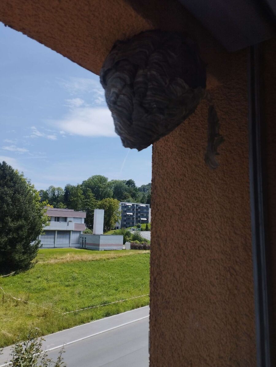 Bee nest at the house remove