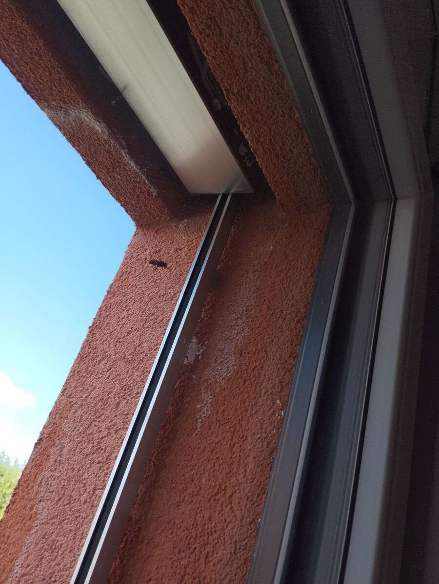 Relocate bees & remove bee nest