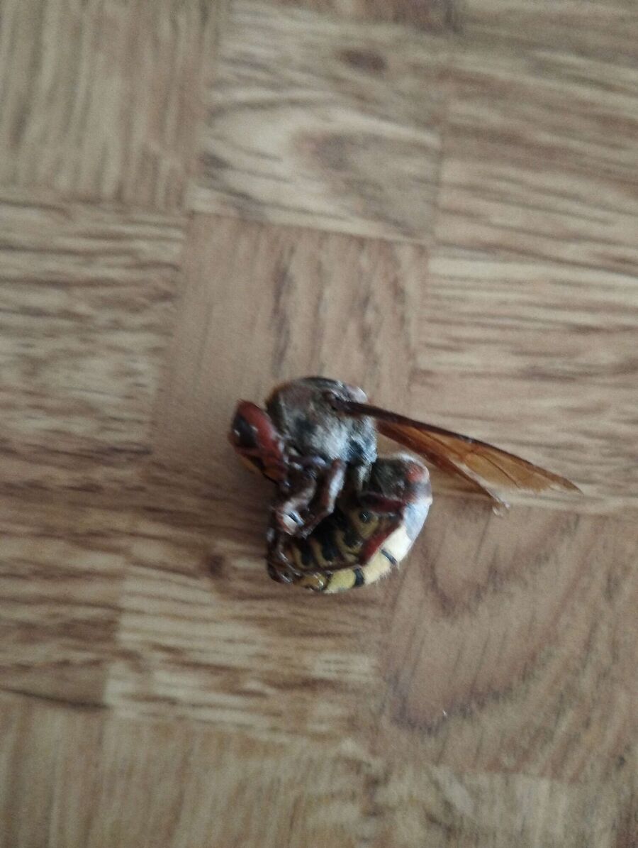 Bee nest at the house remove