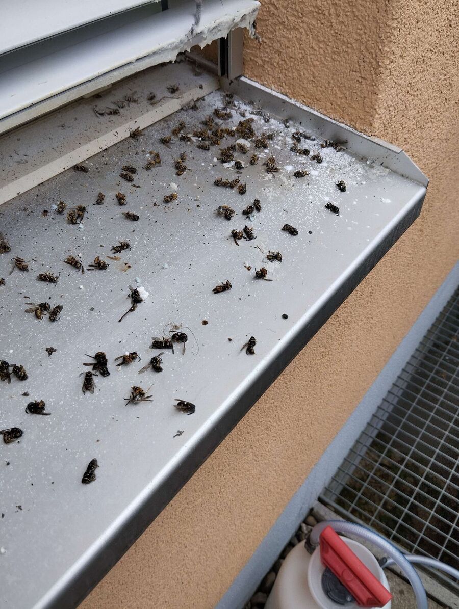 Bee nest at the house remove