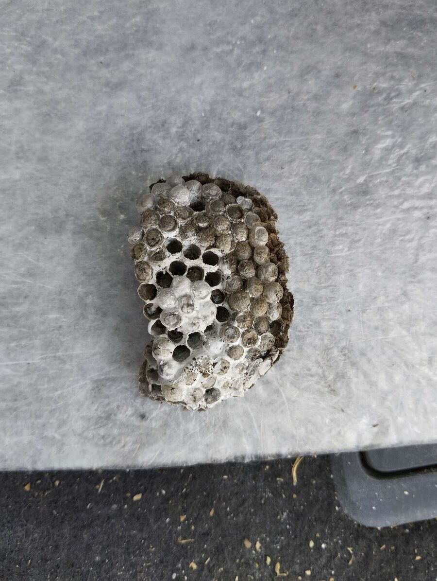 Relocate bees & remove bee nest