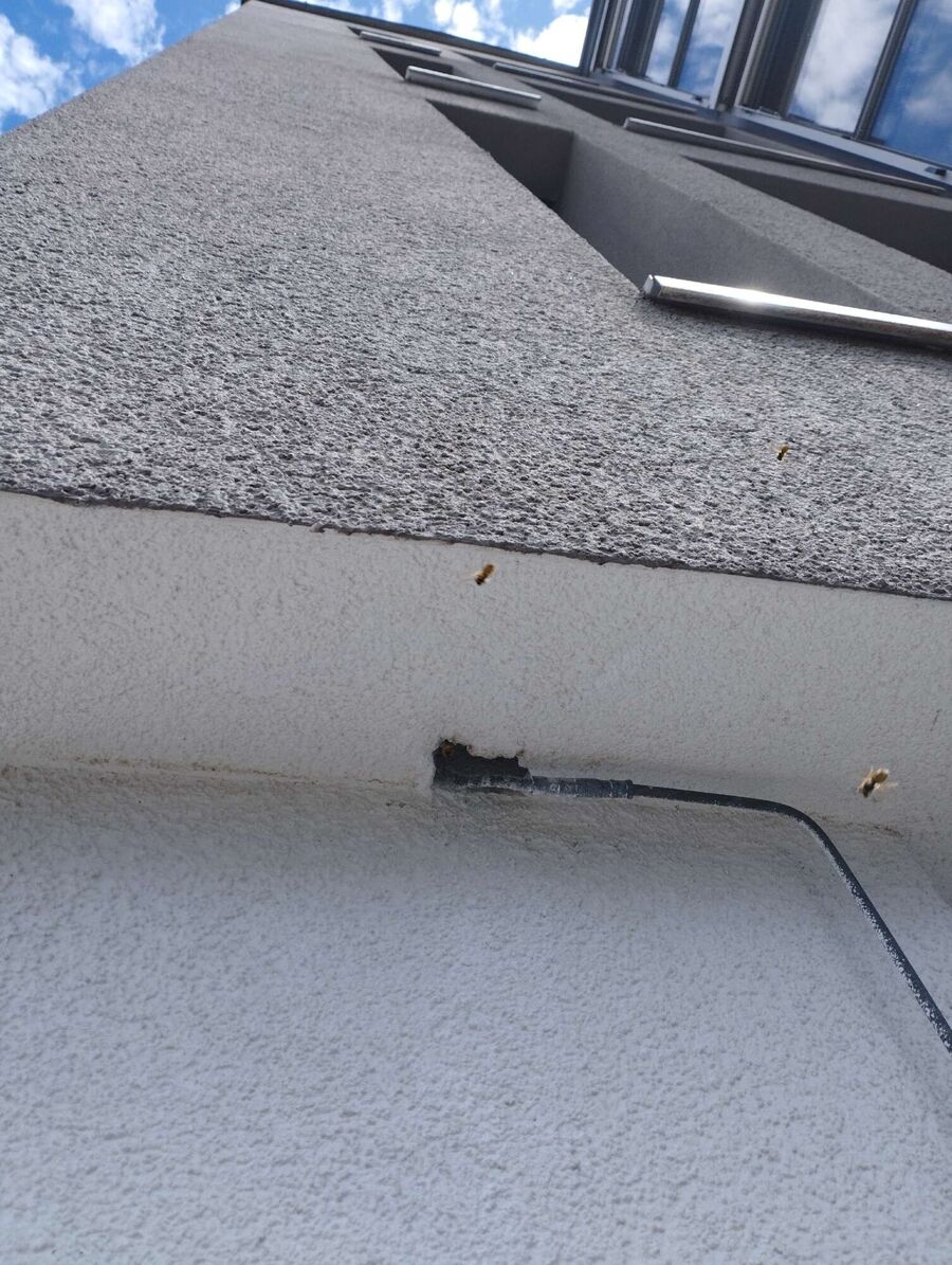 Relocate bees & remove bee nest