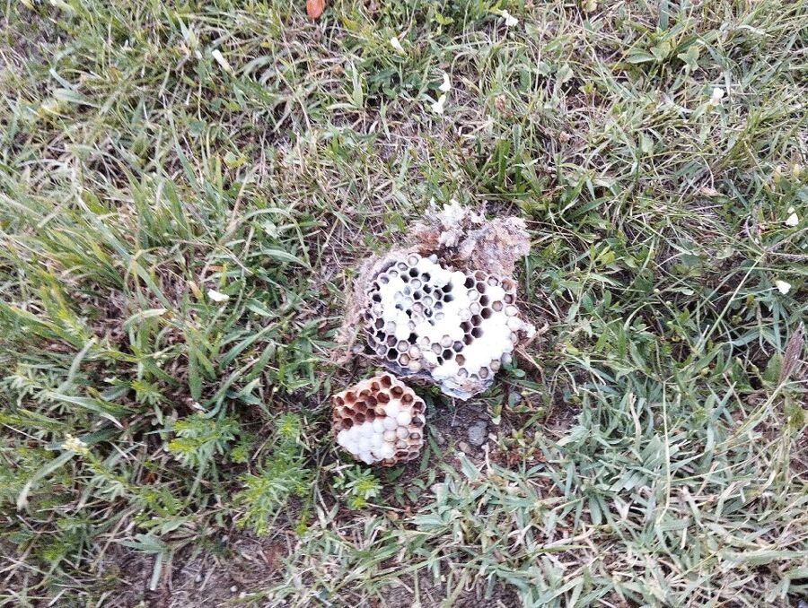 Bee nest at the house remove