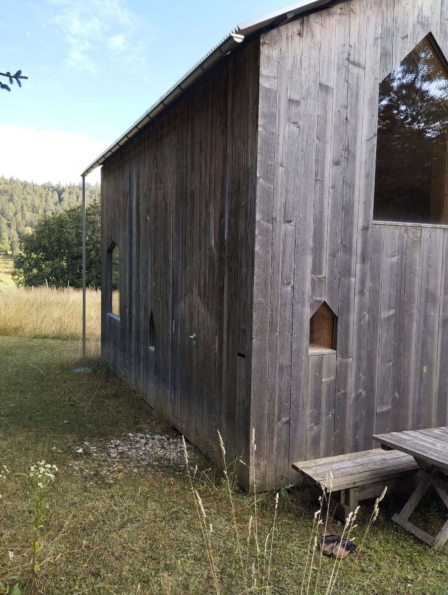 Relocate bees & remove bee nest