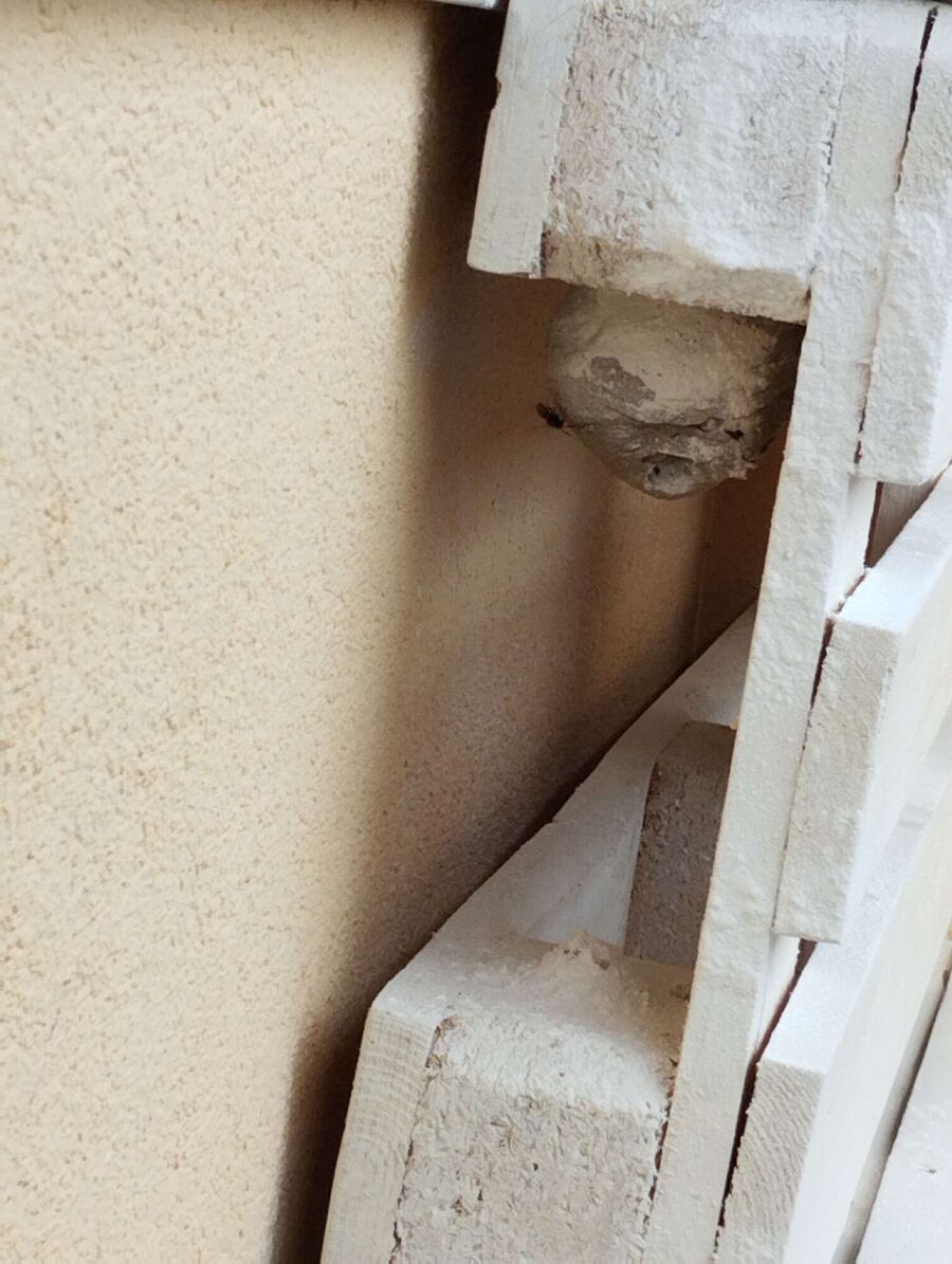 Bee nest at the house remove