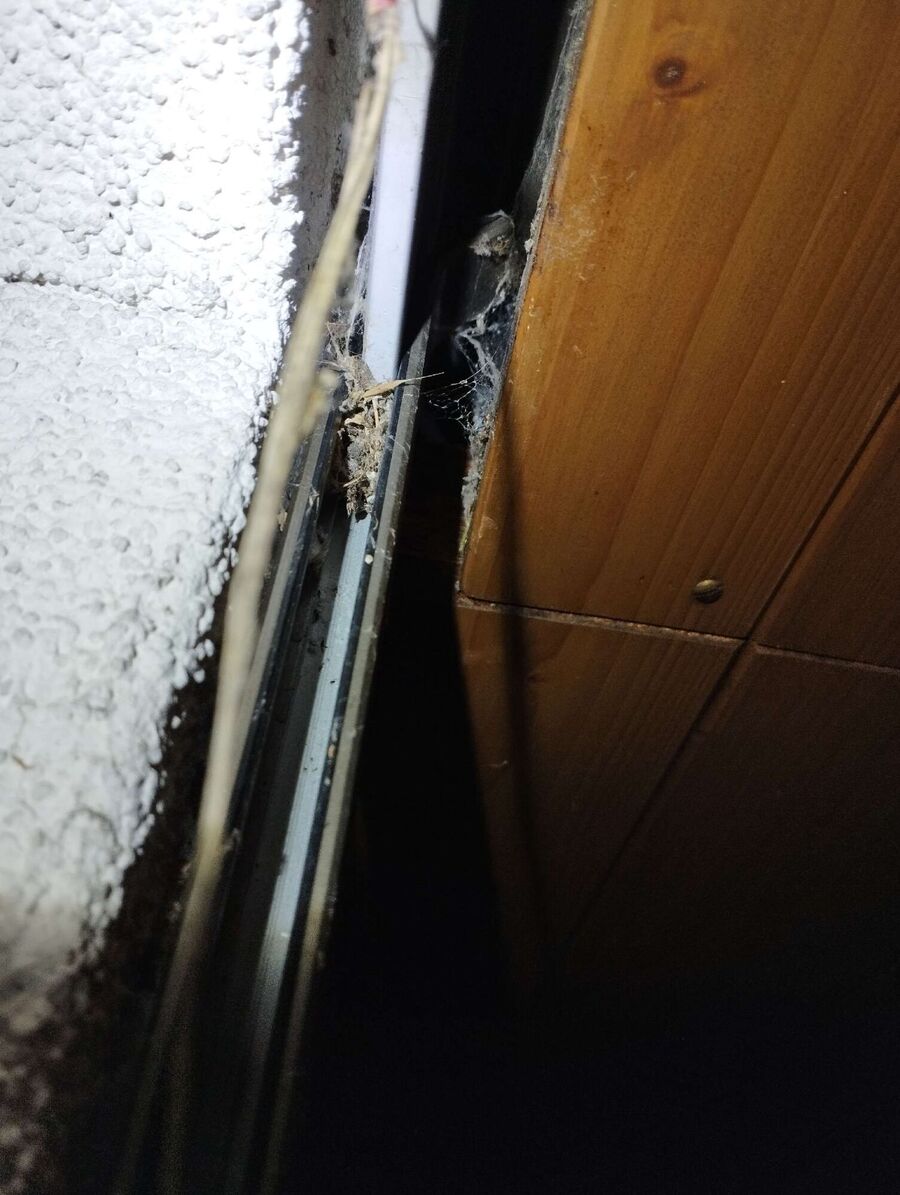 Bee nest at the house remove