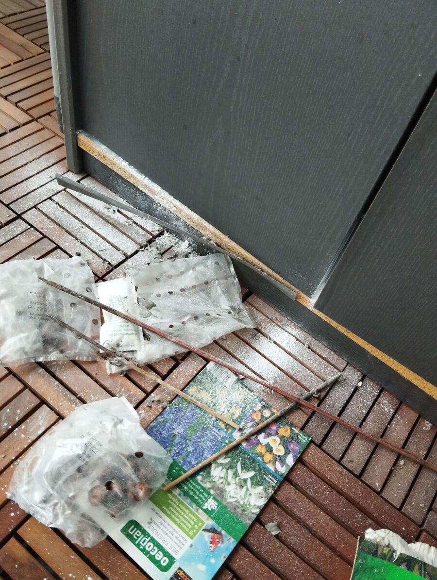 Relocate bees & remove bee nest