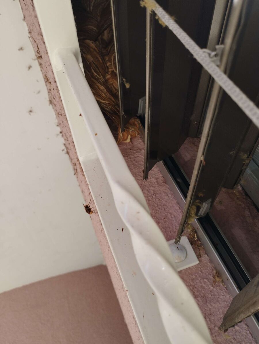 Bee nest at the house remove