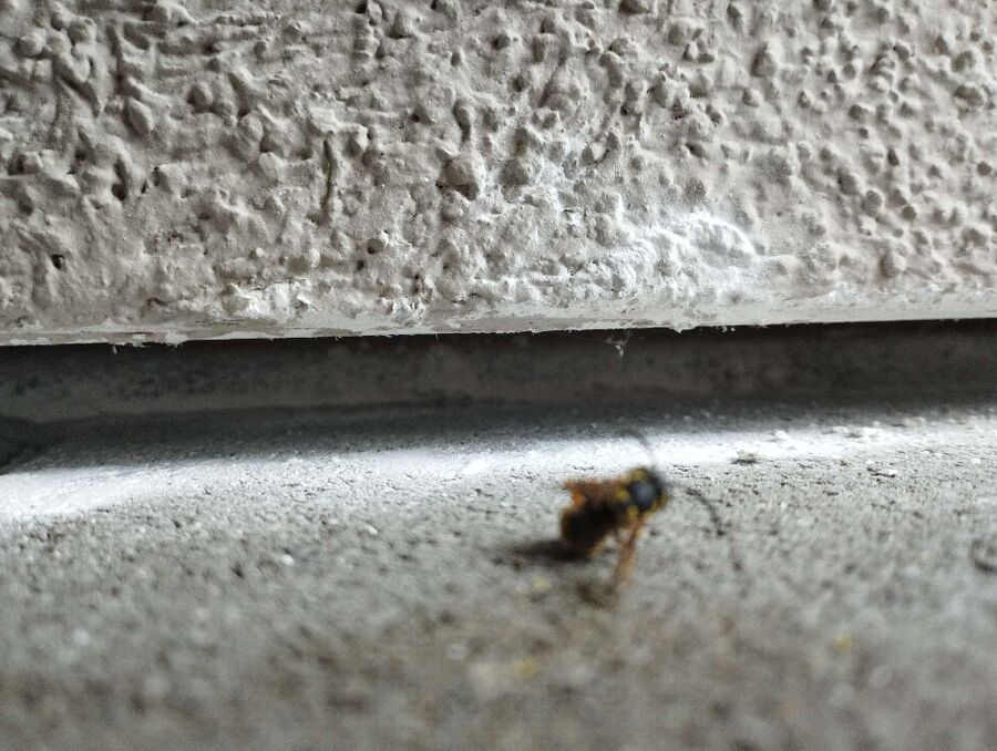 Bee nest at the house remove