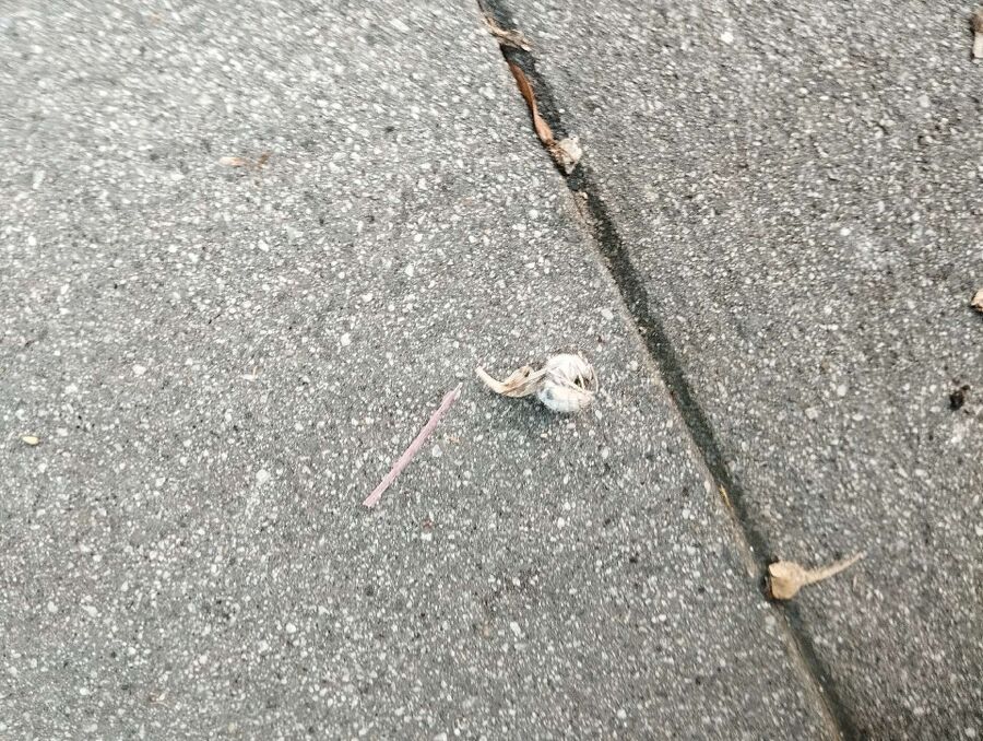 Bee nest at the house remove