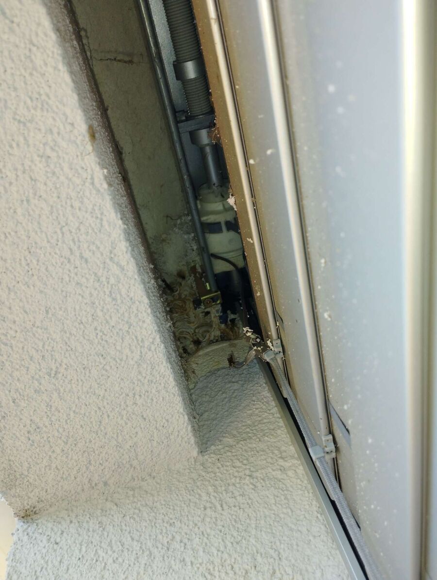 Relocate bees & remove bee nest