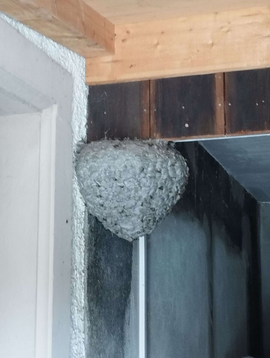Bee nest at the house remove