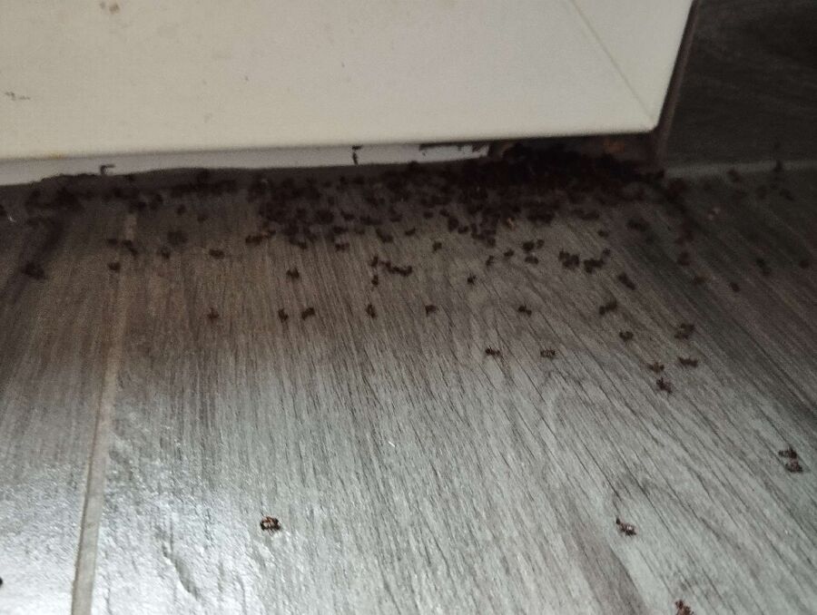 Relocate bees & remove bee nest