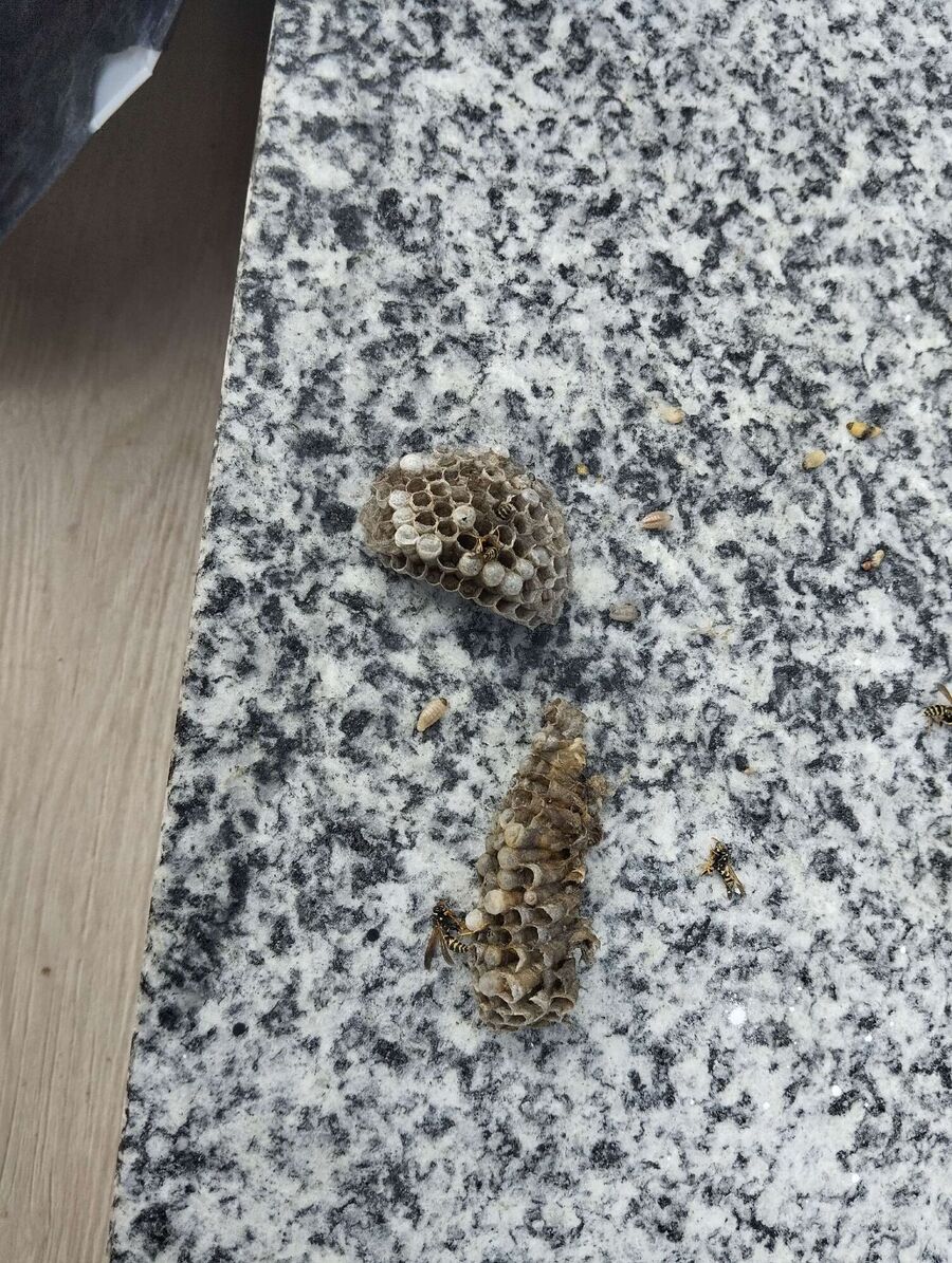 Relocate bees & remove bee nest