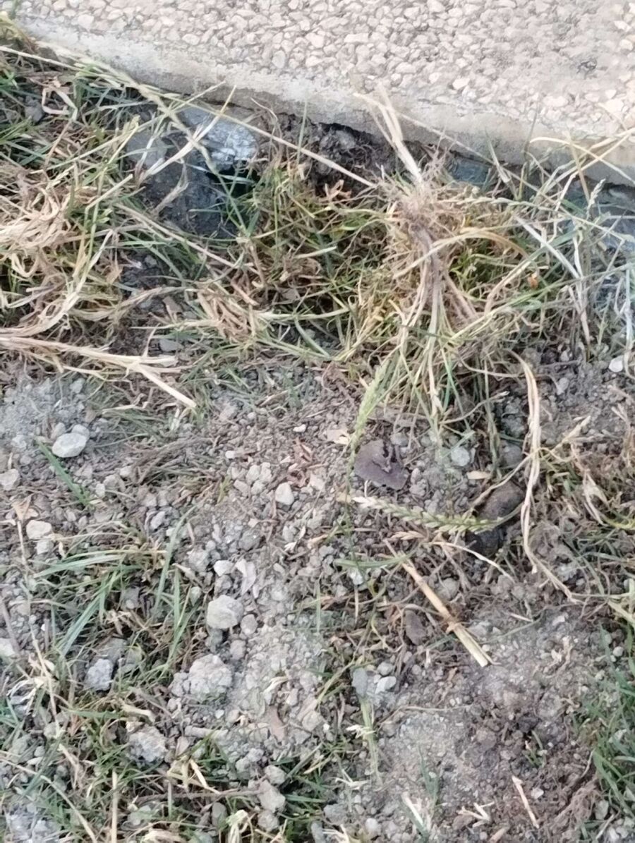 Relocate bees & remove bee nest