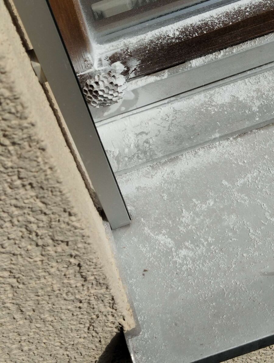 Relocate bees & remove bee nest