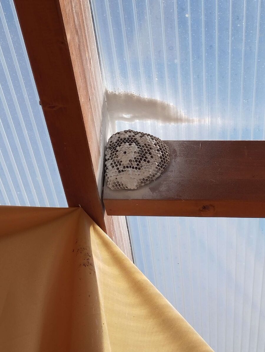 Bee nest at the house remove