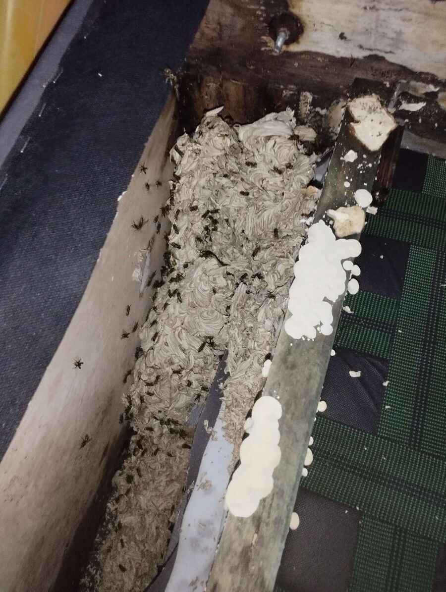 Relocate bees & remove bee nest