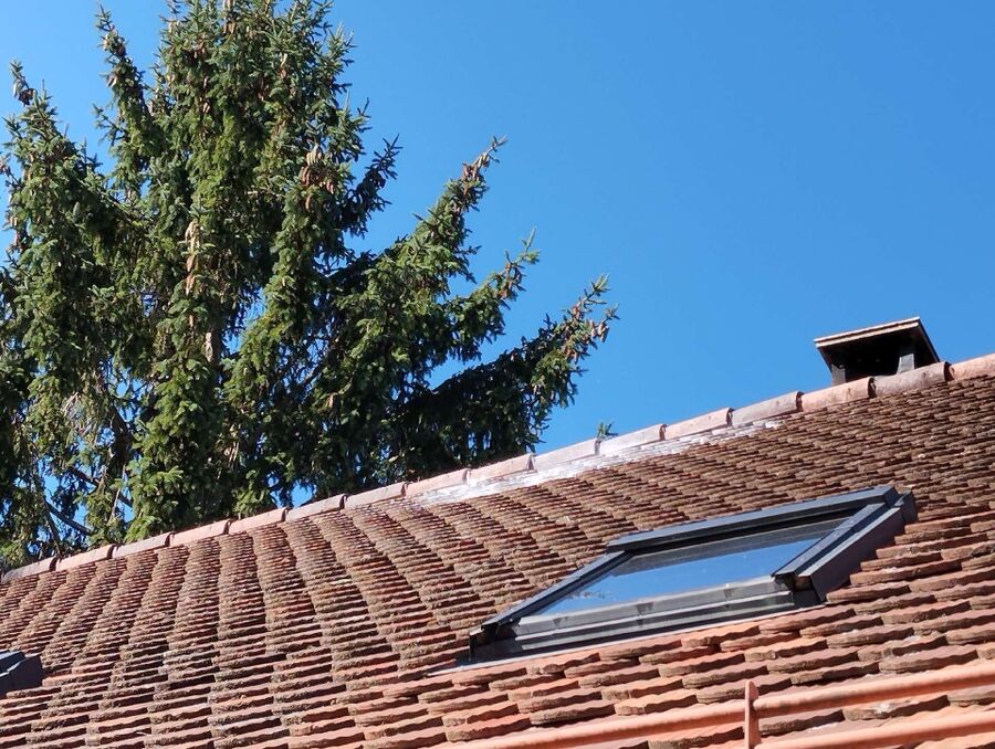 Relocate bees & remove bee nest