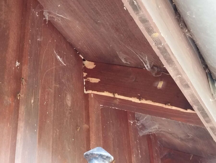 Bee nest at the house remove