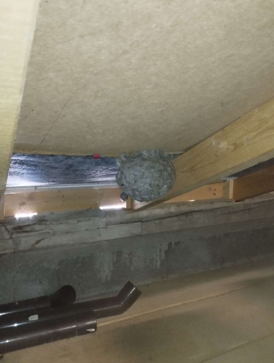 Bee nest at the house remove