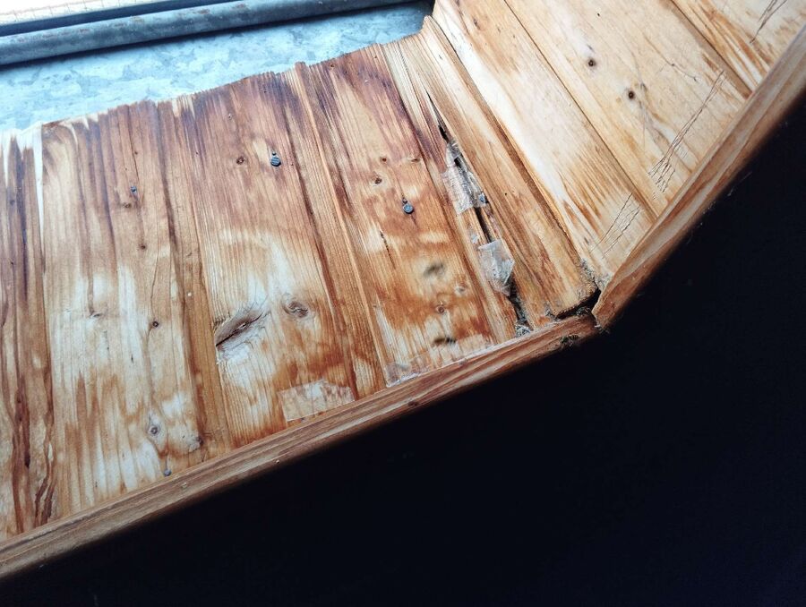 Relocate bees & remove bee nest