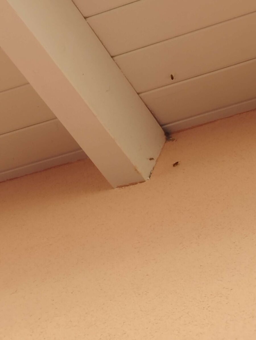 Bee nest at the house remove