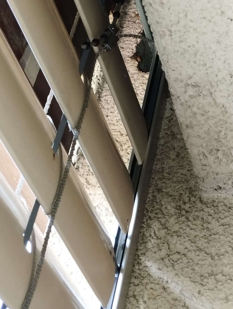 Relocate bees & remove bee nest