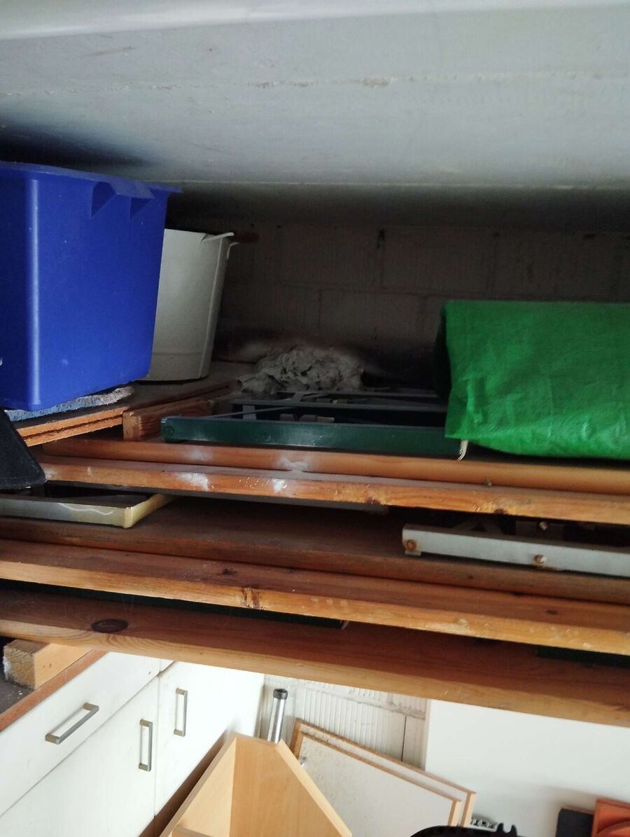 Bee nest at the house remove