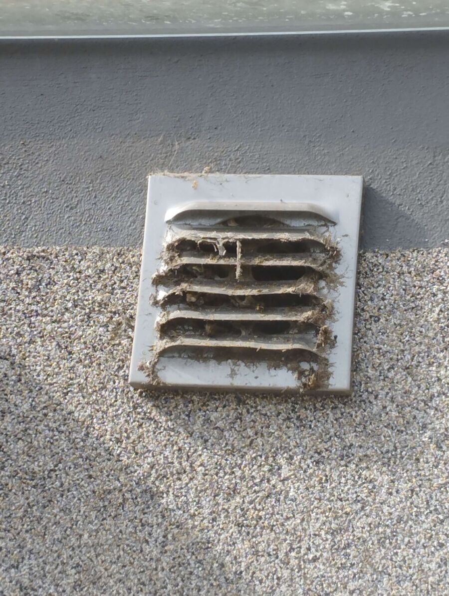 Bee nest at the house remove