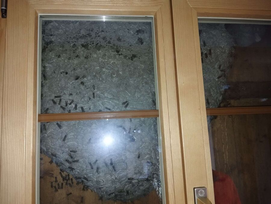 Bee nest at the house remove