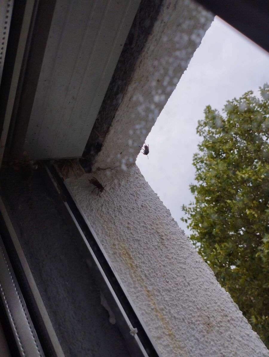 Bee nest at the house remove