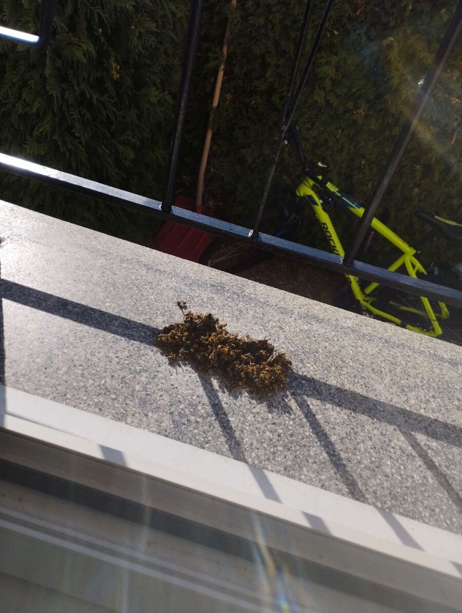 Bee nest at the house remove