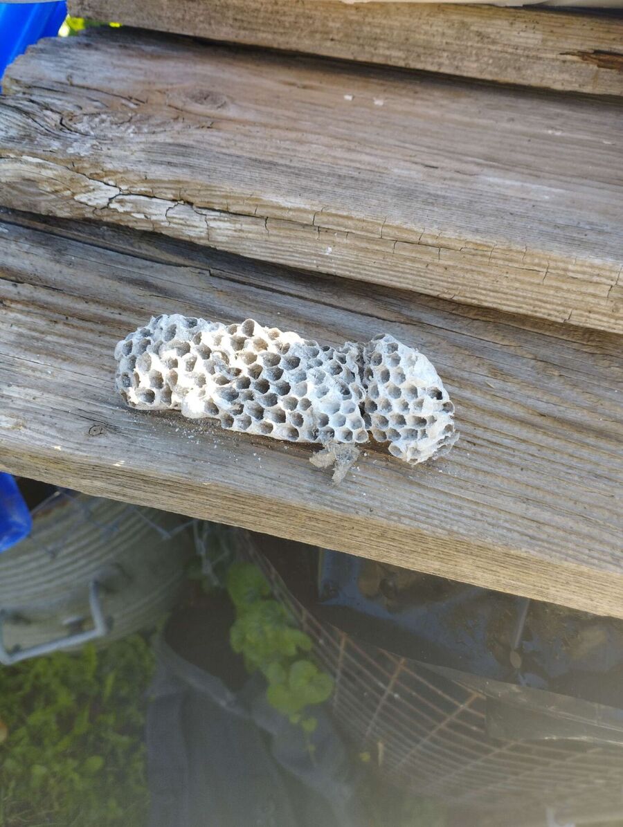 Bee nest at the house remove